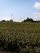 茶園