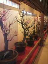 盆梅4.jpg