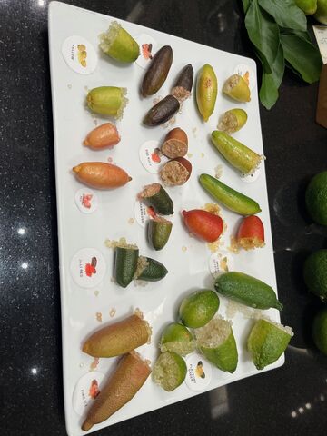 �̿�37  �ե��󥬡��饤��⥫�å�