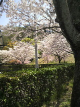 城西公園の桜5