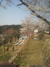 道々の桜4