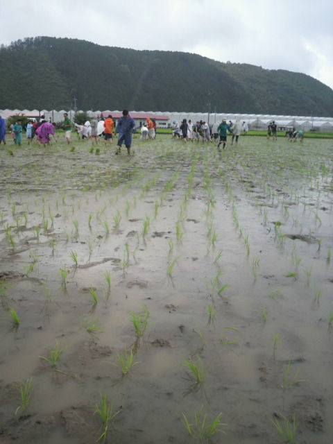 (12)田植えほぼ終了