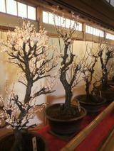 2013.2.4盆梅.jpg