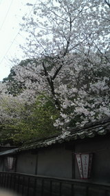 ほていの横の桜2