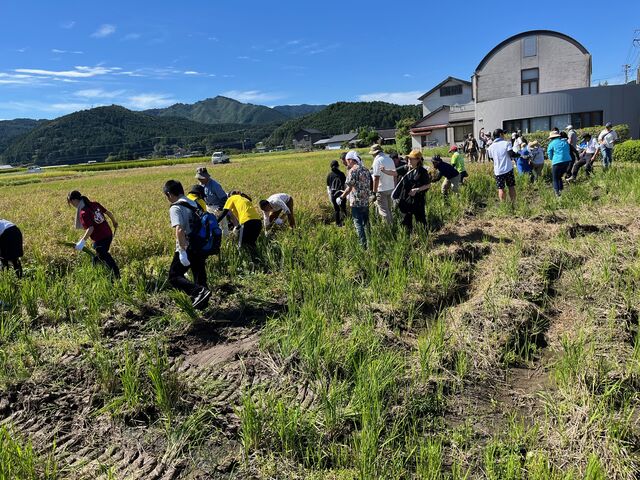 写真6 稲刈りスタート2