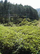 放棄茶園2
