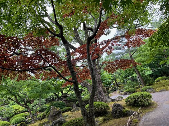 写真6 夏に紅葉するもみじ