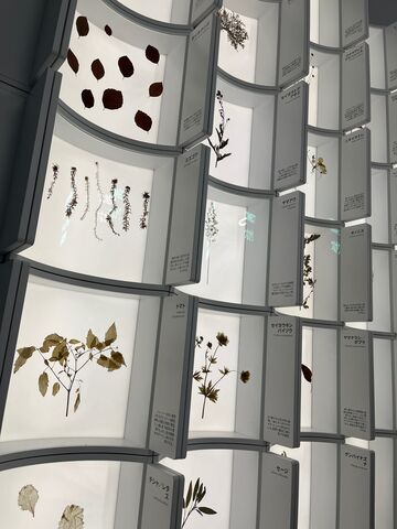 �̿�24  �Х�ȥѥӥꥪ����Ÿ��2