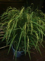 �Х��Ļ��Ķ�