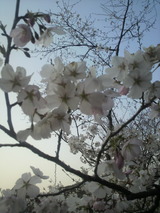 道々の桜6