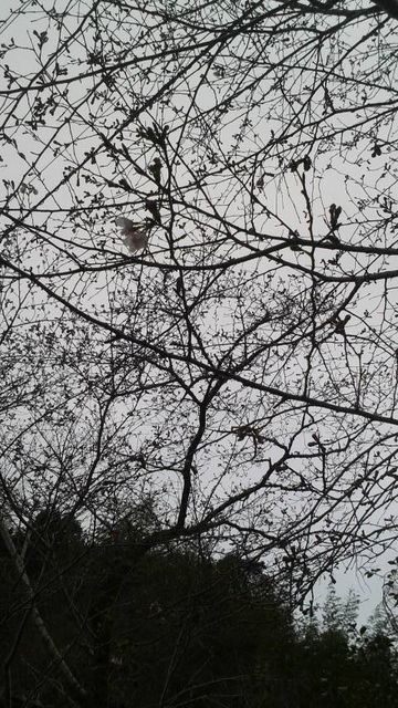 (1)�ۤȤ��鲤Υ��ᥤ�襷��