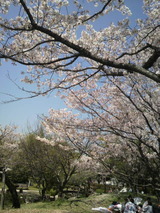 城西公園の桜3