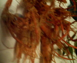 ������Ȥ�