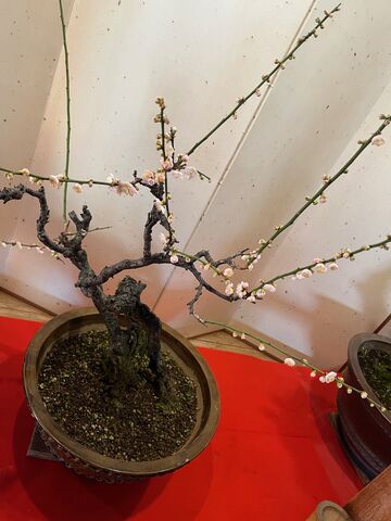 �̿�24  �繭�֤�����2