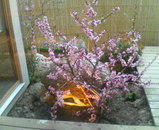 ���������β�