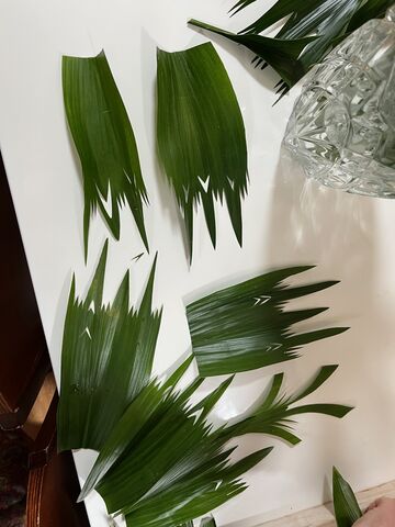 写真32 ハランの飾り切り