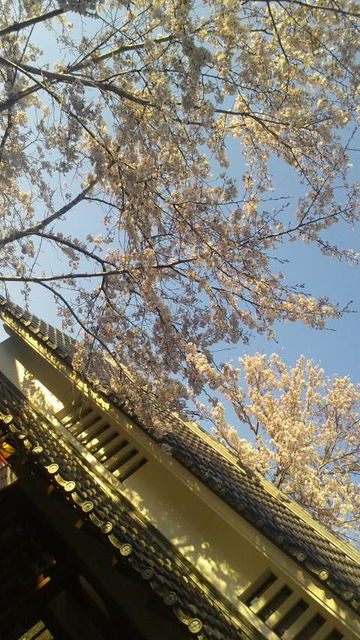 (8)花見棟と桜2
