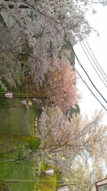 (6)桜道3
