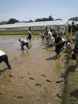 2012.6.13田植えスタート