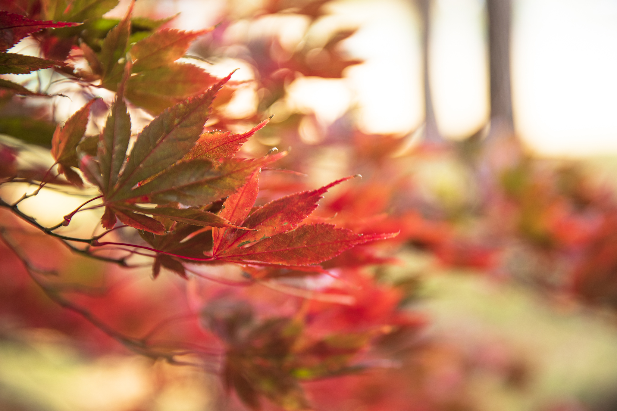 紅葉を求めて In 八戸 Photo Blog