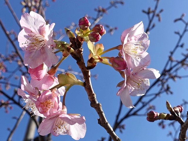 令和最初のお花見は 春は築地で朝ごはん 令和最初のお花見は 春は築地で朝ごはん