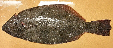 自炊メモ コハダ ヒラメ イワシクジラほか 春は築地で朝ごはん