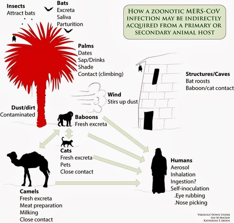 MERS-virology-Downunder