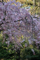 桜2