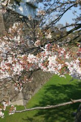 桜3