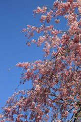 桜5