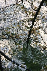 桜6