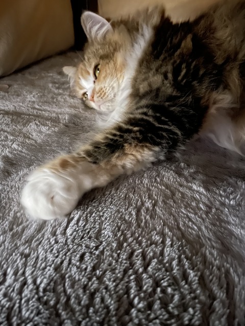 8C86E99E-B7A5-4C5D-A5C3-592D0DB0CE8A