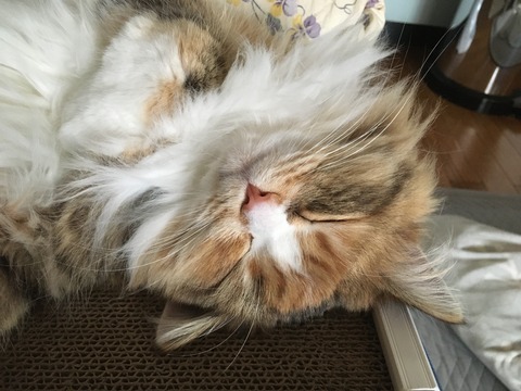 F3D04068-C206-4384-A7C3-2E19477088ED