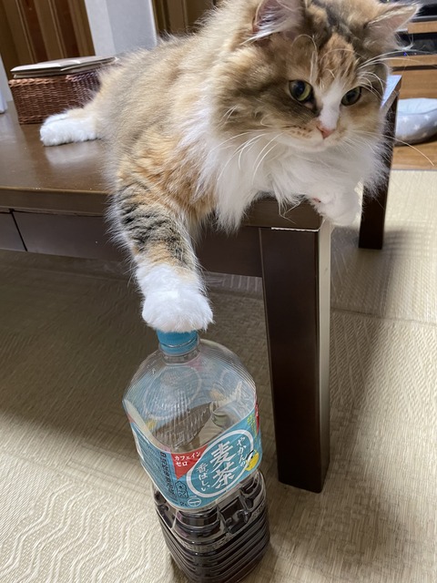 621B709E-1828-4B16-8691-6AA0E1384B24