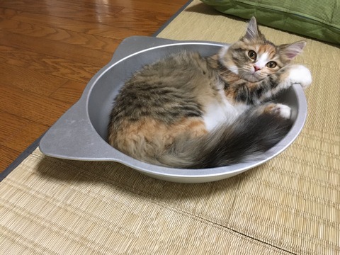 5ECFDA3D-BA1F-42FF-8C2D-4EDBEDD71F06