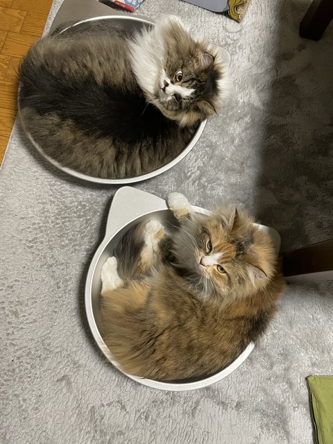 437F9729-BFB4-4BE2-901C-F72865D89C1E