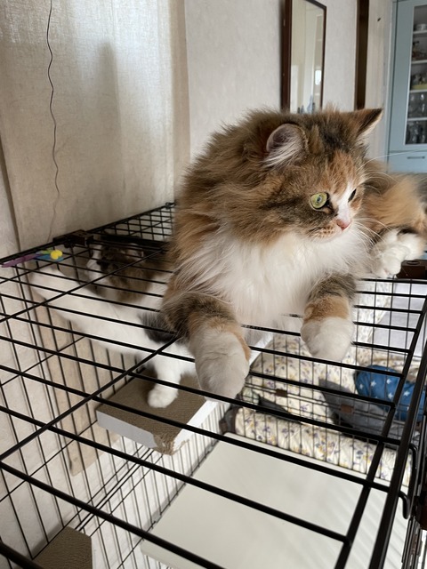 460A8B85-945A-455C-8E75-CDEBDE6DF39C