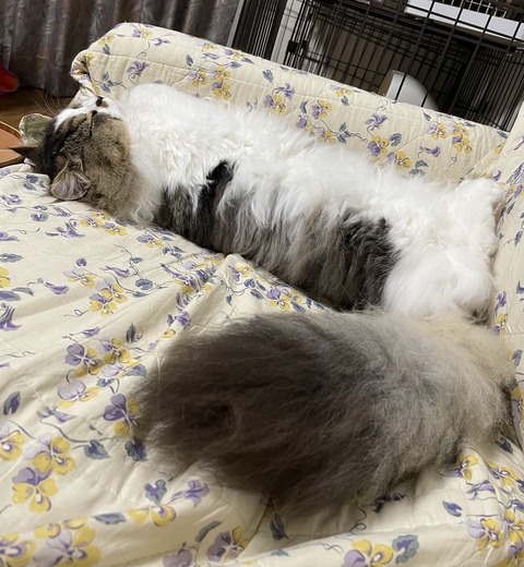 94555E3D-0E49-4488-83C4-2305BCFD515C