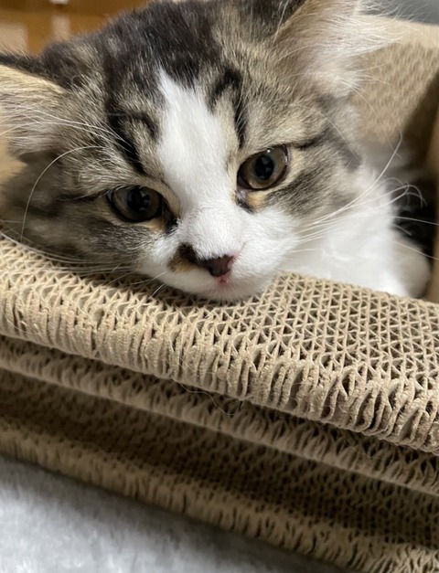 1E7E9528-C0F8-44D7-B957-CCA8F8582DDA