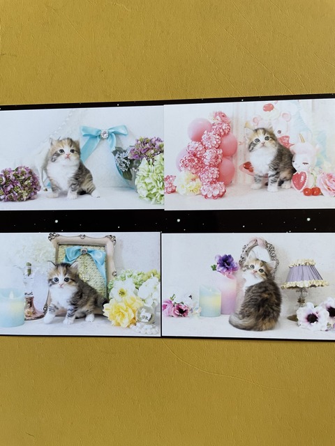 98D43896-3ED6-41B8-880A-55EEBFAF507A