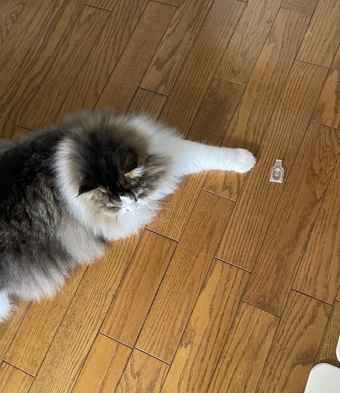 5407D259-9EFF-48D6-B91E-2AA5D3777F4A