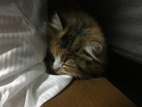 48277351-8AF5-413F-BEB8-BDBA2A59A443