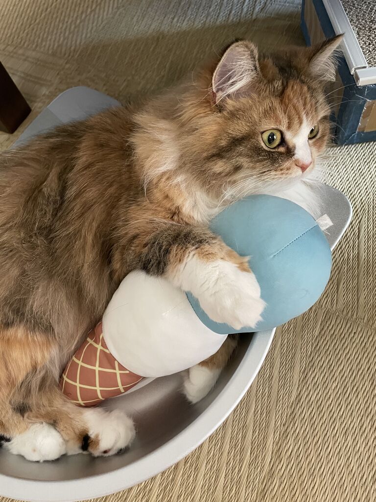 お昼寝だより 愛猫ラガマフィンなぎと私 けりぐるみ の思い出 お昼寝だより 愛猫ラガマフィンなぎと私 けりぐるみ の思い出