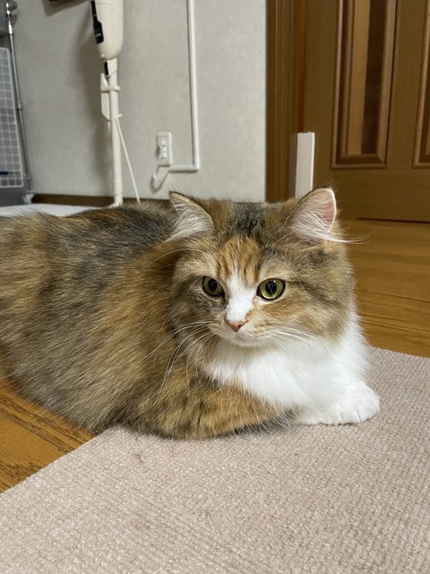 F66CFC74-756D-485A-B7BE-299AC0A7E3CD