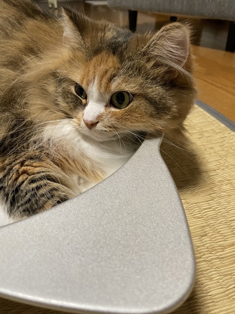 3320CBE1-EF99-4D4D-BE90-2A265C90AB5B