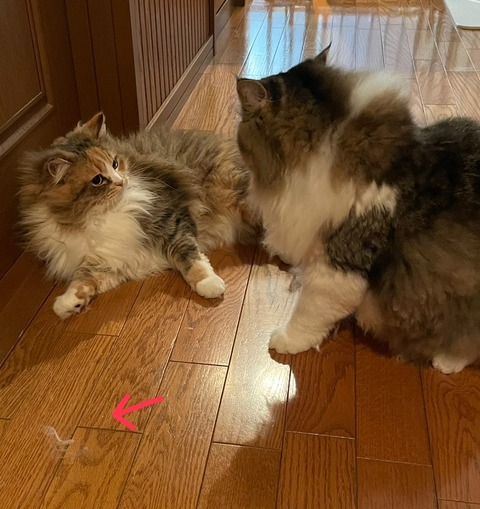 E230C070-4F4D-4DEC-8DC9-F52750B1EEA0