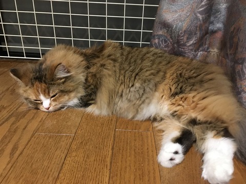 DB0A23F3-7E78-4AC0-A844-489112318E90