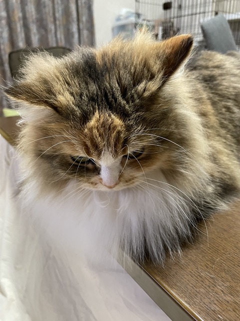 A7EAD60C-FF60-4A39-97AC-5D5CB1020D5E