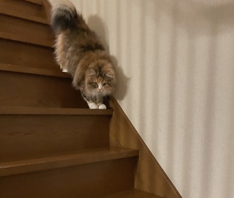 8F60D1E1-4233-4475-83D4-4F0E03F32C43