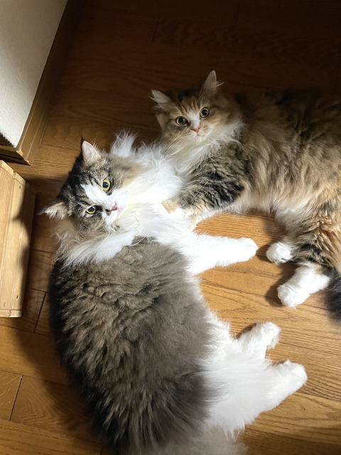 73896B24-5EB9-4E83-83AE-3EDEF30E64D0